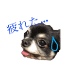 チワワパーク（個別スタンプ：8）