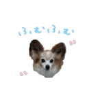 My best boy（個別スタンプ：6）