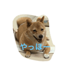 あいさつ文（個別スタンプ：6）