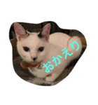 あいさつ文（個別スタンプ：8）