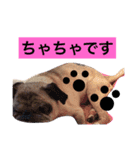 CHACHA！！！！！！（個別スタンプ：8）