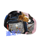 season'（個別スタンプ：7）