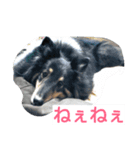 ラスティーとメイ（個別スタンプ：1）