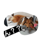 ラスティーとメイ（個別スタンプ：2）