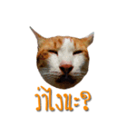 Kairock MeawMeaw（個別スタンプ：4）