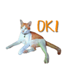 Kairock MeawMeaw（個別スタンプ：5）