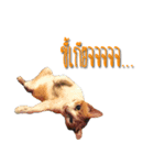Kairock MeawMeaw（個別スタンプ：8）