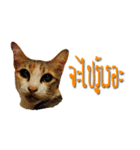 Kairock MeawMeaw（個別スタンプ：13）
