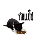 Kairock MeawMeaw（個別スタンプ：15）