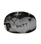 生活便利スタンプ（個別スタンプ：6）