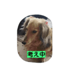 生活便利スタンプ（個別スタンプ：13）