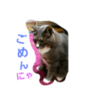 ごまめ（個別スタンプ：4）