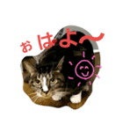 ごまめ（個別スタンプ：5）