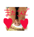 だじゃれ挨拶（個別スタンプ：20）