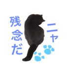 tama britishshorthair 2（個別スタンプ：2）