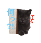 tama britishshorthair 2（個別スタンプ：4）