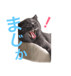 tama britishshorthair 2（個別スタンプ：5）