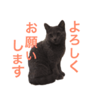 tama britishshorthair 2（個別スタンプ：6）