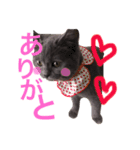 tama britishshorthair 2（個別スタンプ：7）