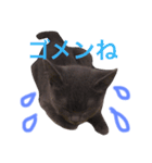 tama britishshorthair 2（個別スタンプ：8）