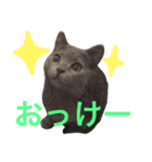 tama britishshorthair 2（個別スタンプ：9）
