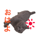 tama britishshorthair 2（個別スタンプ：10）