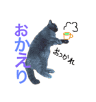 tama britishshorthair 2（個別スタンプ：14）