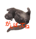 tama britishshorthair 2（個別スタンプ：15）