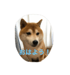 柴犬ギャングりゅう（個別スタンプ：1）