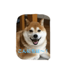 柴犬ギャングりゅう（個別スタンプ：2）