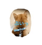 柴犬ギャングりゅう（個別スタンプ：3）
