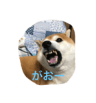 柴犬ギャングりゅう（個別スタンプ：4）