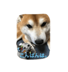 柴犬ギャングりゅう（個別スタンプ：5）