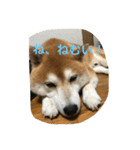 柴犬ギャングりゅう（個別スタンプ：6）
