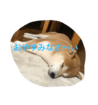 柴犬ギャングりゅう（個別スタンプ：7）