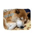 柴犬ギャングりゅう（個別スタンプ：8）