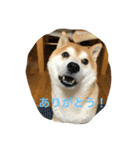 柴犬ギャングりゅう（個別スタンプ：9）