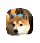 柴犬ギャングりゅう（個別スタンプ：10）