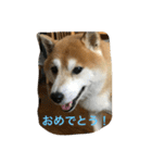 柴犬ギャングりゅう（個別スタンプ：11）