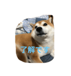 柴犬ギャングりゅう（個別スタンプ：12）