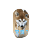 柴犬ギャングりゅう（個別スタンプ：13）