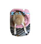 柴犬ギャングりゅう（個別スタンプ：14）