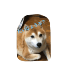 柴犬ギャングりゅう（個別スタンプ：15）