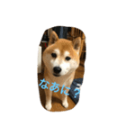 柴犬ギャングりゅう（個別スタンプ：17）