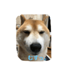 柴犬ギャングりゅう（個別スタンプ：18）