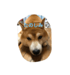 柴犬ギャングりゅう（個別スタンプ：19）