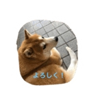 柴犬ギャングりゅう（個別スタンプ：20）