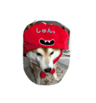 柴犬ギャングりゅう（個別スタンプ：21）