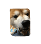 柴犬ギャングりゅう（個別スタンプ：22）