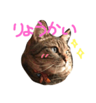 ちょる（個別スタンプ：1）